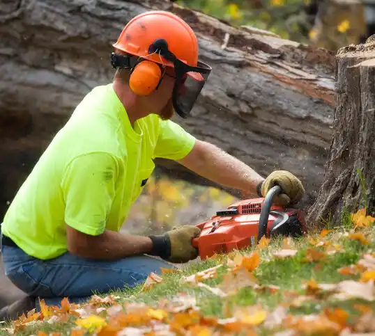 tree services Sycamore Hills